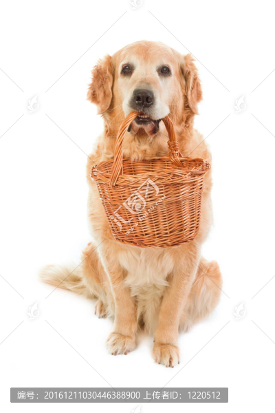金毛獵犬；持有的柳條筐