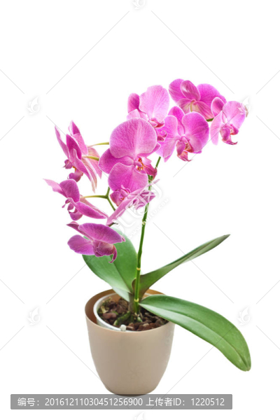 粉紅蘭花