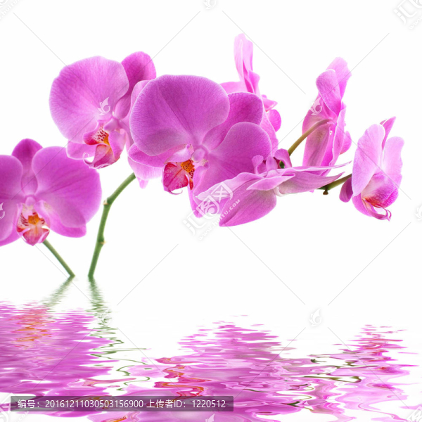 粉紅蘭花