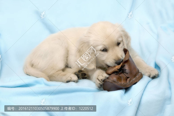 有趣的小狗