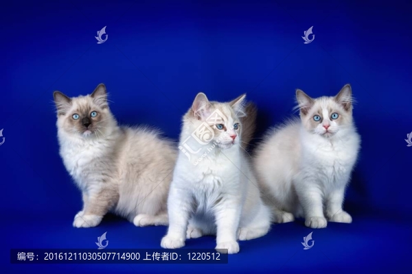 寵物貓