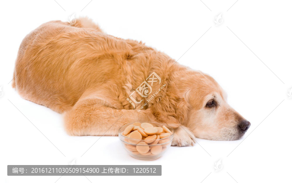 悲傷的金毛獵犬與飛碟全海綿餅干