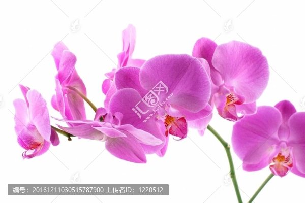 粉紅蘭花