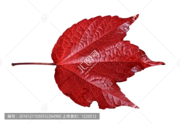 多彩的秋葉