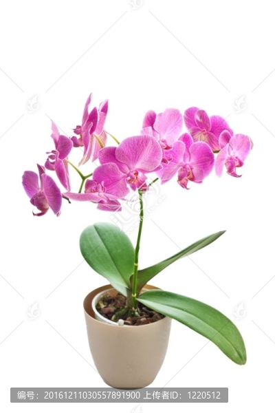 粉紅蘭花