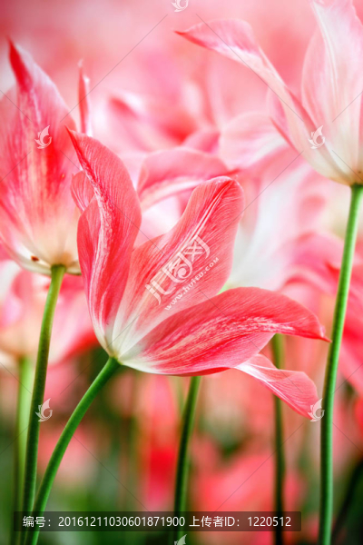 春蕾