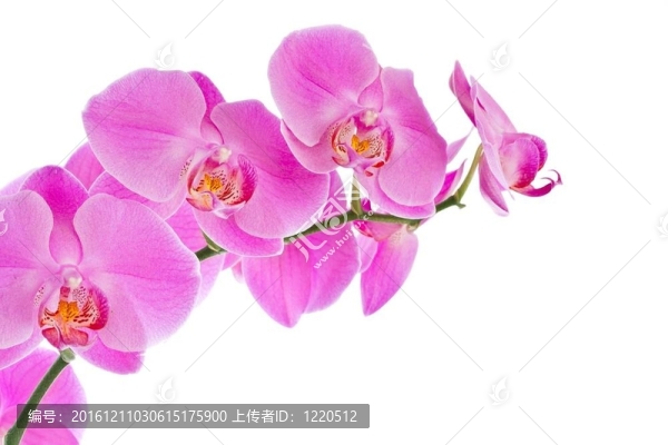 粉紅蘭花