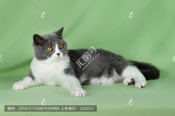 寵物貓