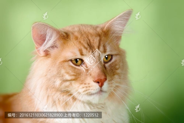 寵物貓
