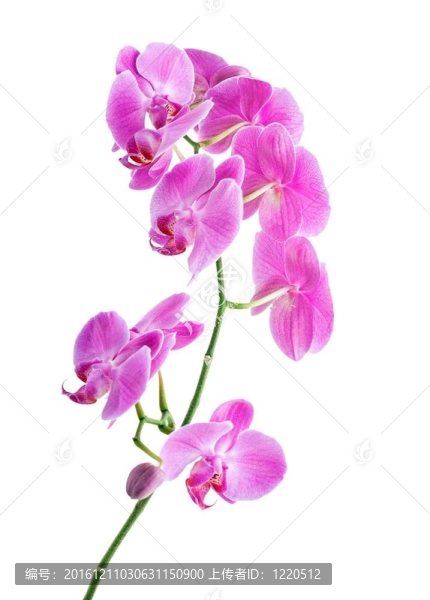 粉紅蘭花