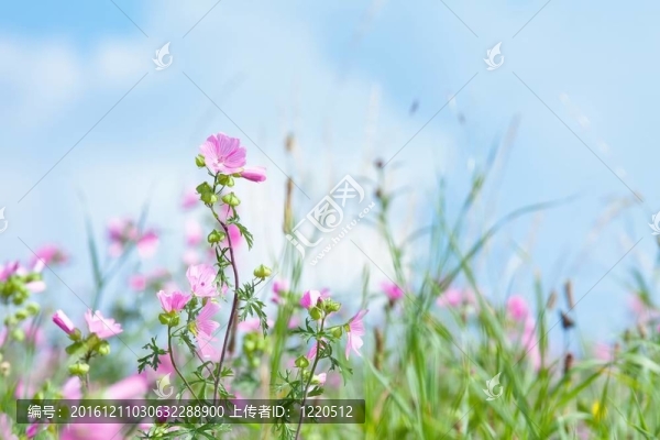 夏天的草地