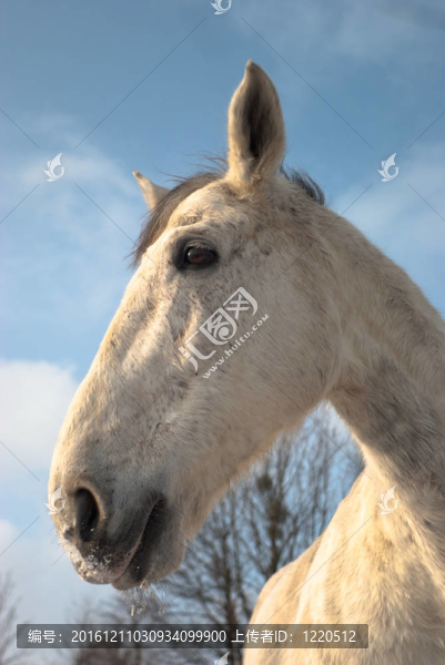 馬