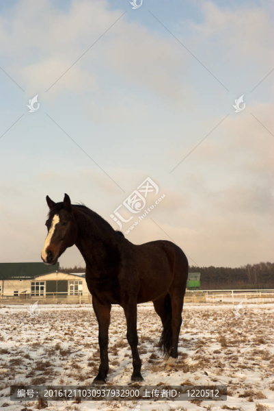 馬