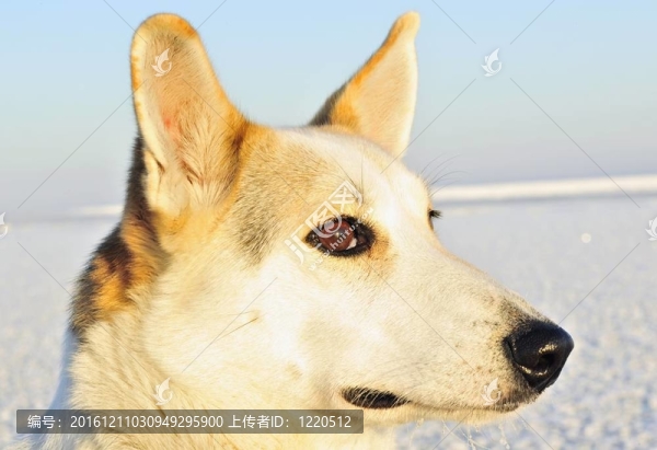 一只狗的肖像。（Canis,lupus,familiaris）特寫