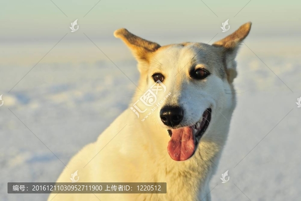 狗的肖像。（Canis,lupus,familiaris）特寫