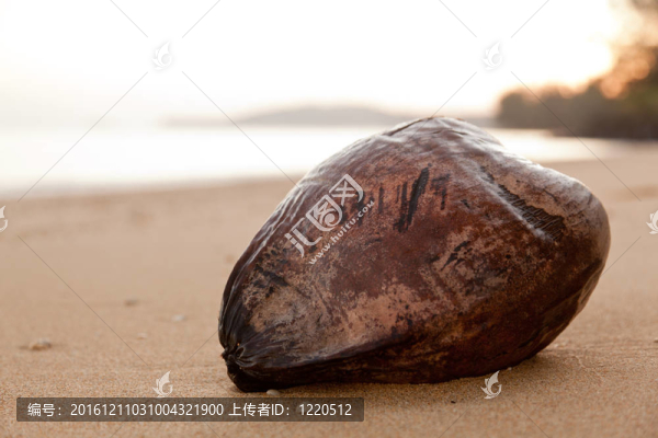 黎明時(shí)分海灘上的椰子