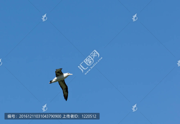 在藍(lán)色天空的信天翁