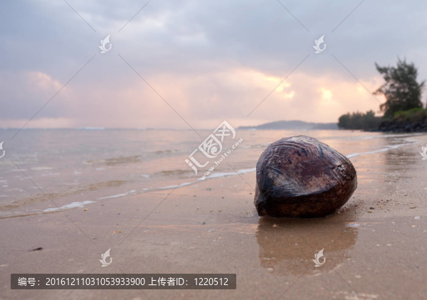 黎明時(shí)分海灘上的椰子