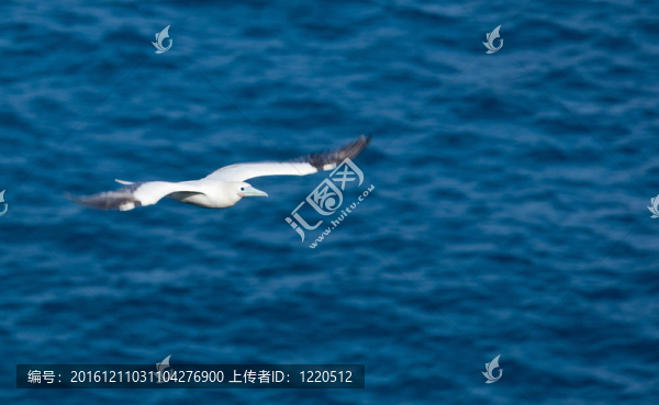 白尾熱帶鳥