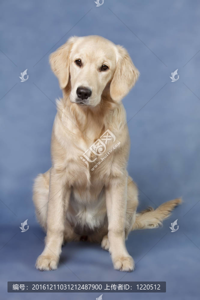 人像狗金毛獵犬