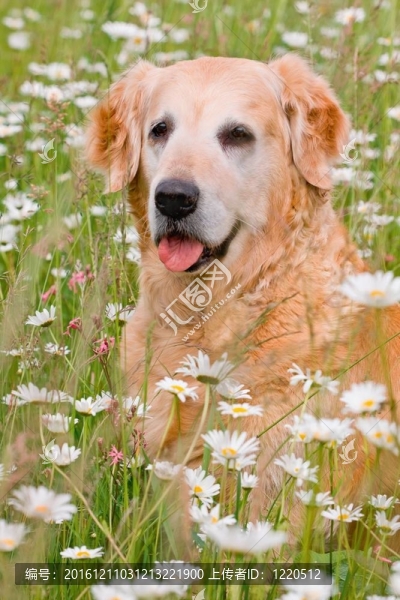 在充滿鮮花的草地的金毛獵犬