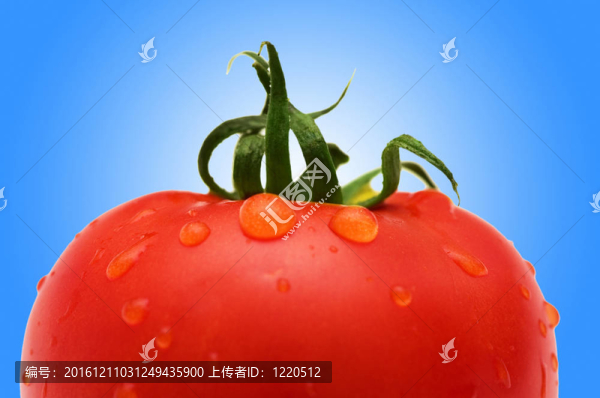 鮮紅番茄抗梯度