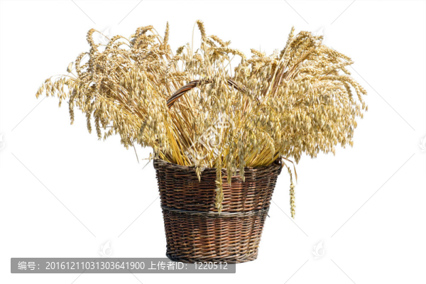 裝滿小麥的籃子