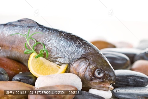 虹鱒魚