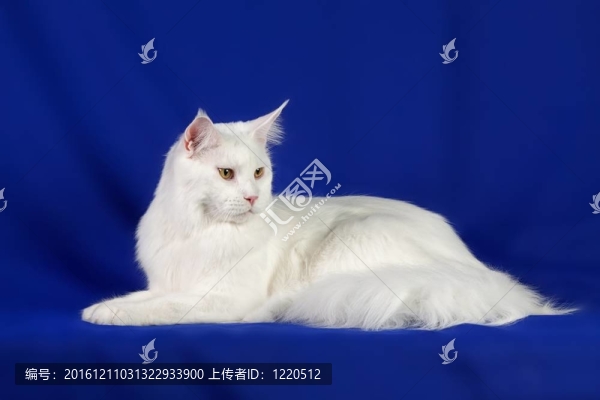 寵物貓
