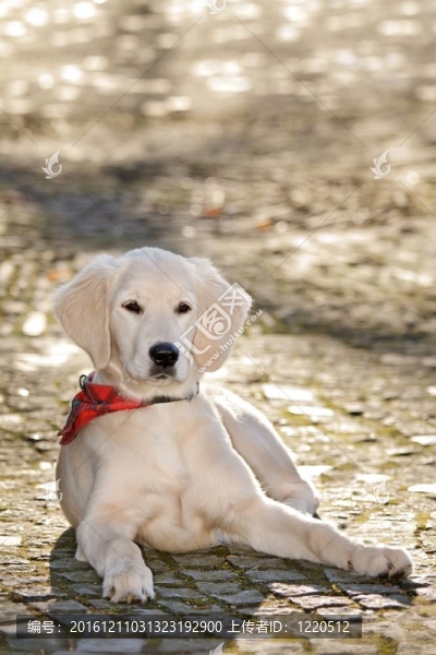 人像狗金毛獵犬