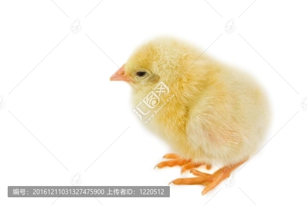 復(fù)活節(jié)小雞
