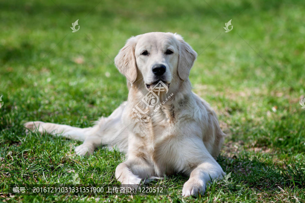 肖像的金毛獵犬