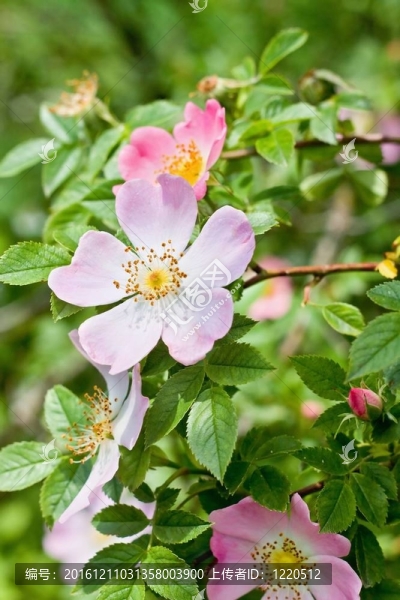 詳細(xì)的花朵甜蜜的荊棘
