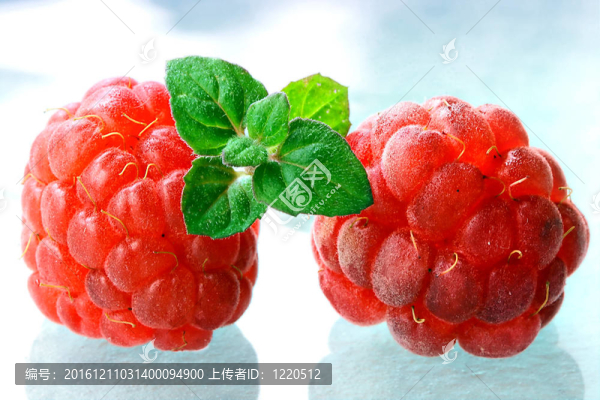 成熟的樹莓與綠葉