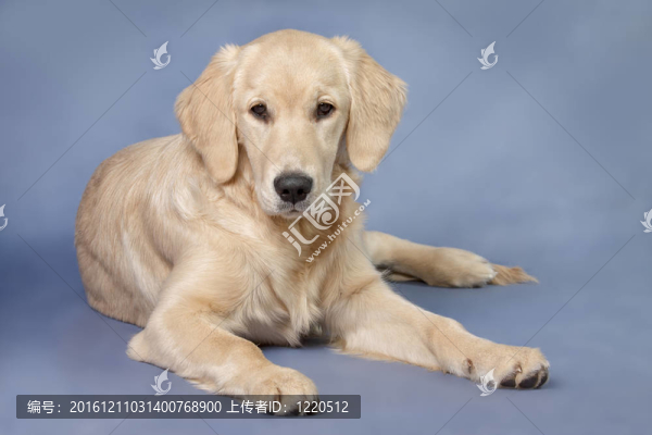 人像狗金毛獵犬