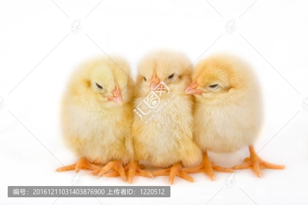 復(fù)活節(jié)小雞