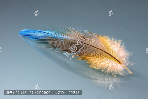 羽毛