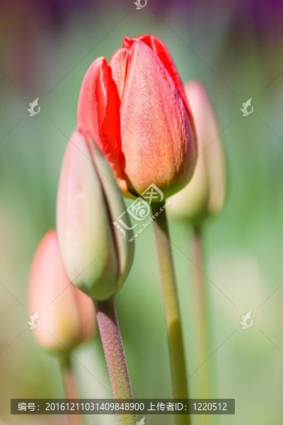 春蕾