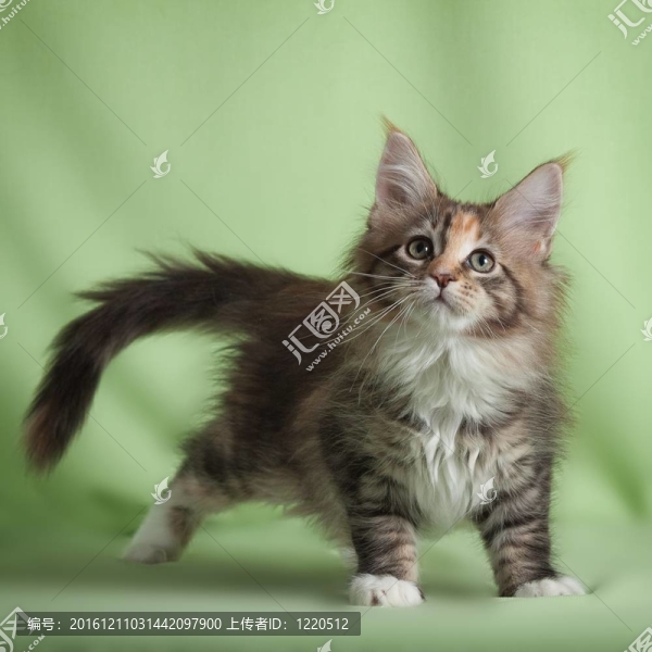 滑稽的小貓