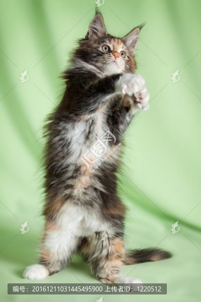滑稽的小貓