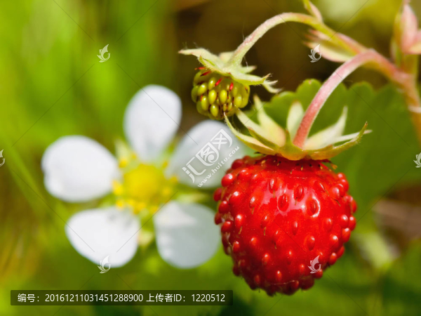 一種漿果和小花的野草莓特寫(xiě)