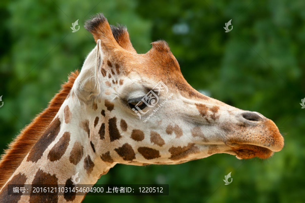 Giraffe的頭
