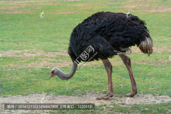 鴕鳥