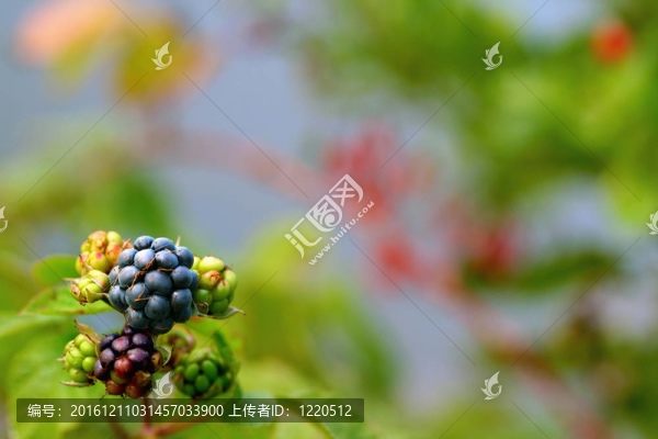 莓成熟黑莓