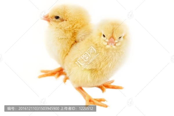 復(fù)活節(jié)小雞