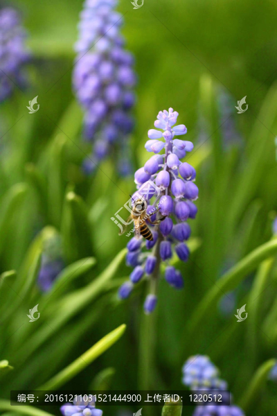 蜜蜂在春天葡萄風信子