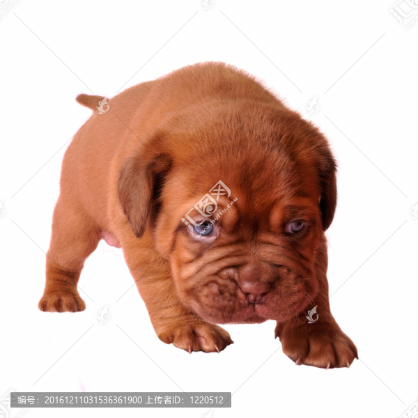 新生幼犬的第一步
