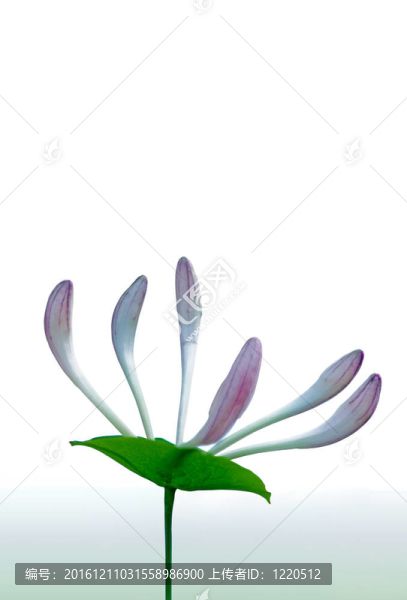 金銀花