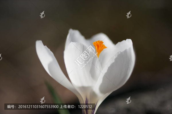 白番紅花