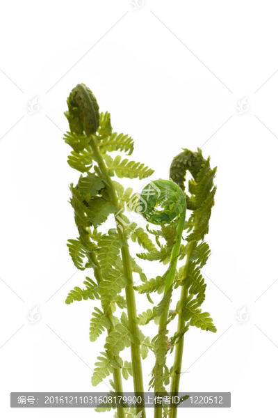 蕨類植物